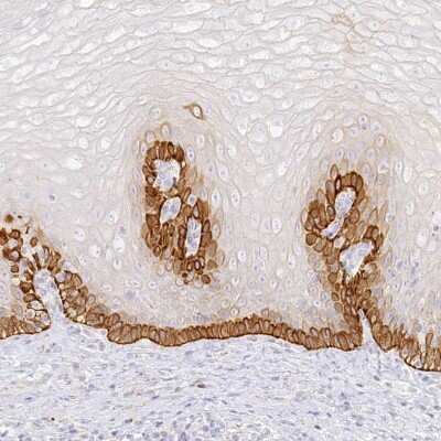 Immunohistochemistry-Paraffin: SEC13 Antibody [NBP1-92374]