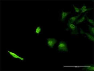 Immunocytochemistry/ Immunofluorescence: SEC13 Antibody (1G7) [H00006396-M02]