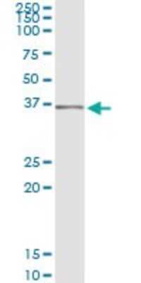 Immunoprecipitation: SEC13 Antibody (1G7) [H00006396-M02]