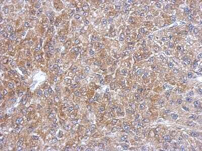 Immunohistochemistry-Paraffin: SEC13 Antibody [NBP2-20278]