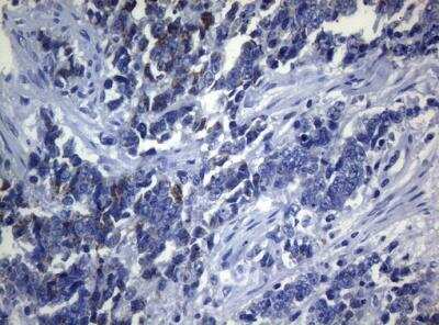 Immunohistochemistry-Paraffin: SEC14L1 Antibody (OTI3A6) [NBP2-45729]