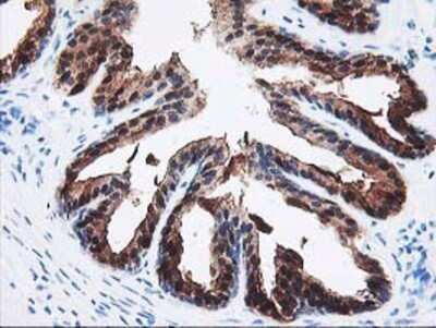 Immunohistochemistry: SEC14L2 Antibody (OTI4H2) - Azide and BSA Free [NBP2-74051]