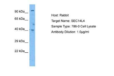 Western Blot: SEC14L4 Antibody [NBP2-85706]