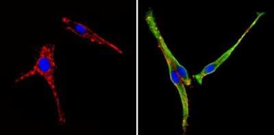 Immunocytochemistry/ Immunofluorescence: SEC23A Antibody [NBP2-34842]
