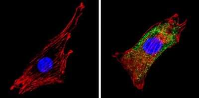 Immunocytochemistry/ Immunofluorescence: SEC23A Antibody [NBP2-34842]