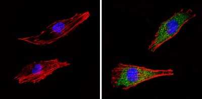 Immunocytochemistry/ Immunofluorescence: SEC23A Antibody [NBP2-34842]