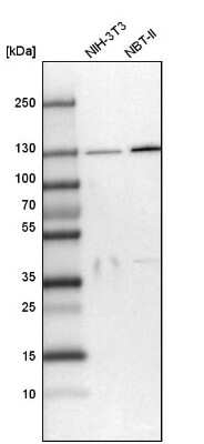 Western Blot: SEC23IP Antibody [NBP1-82456]