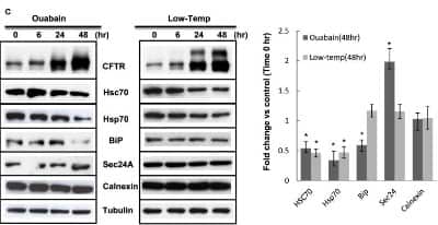 Western Blot: SEC24A Antibody (4D9) [H00010802-M01]
