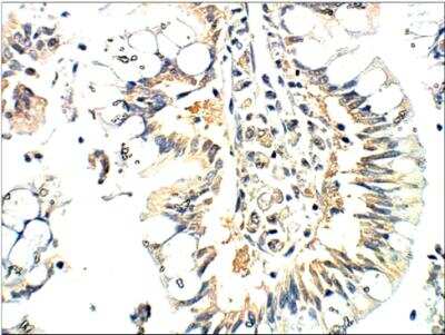 Immunohistochemistry-Paraffin: SEC24A Antibody [NBP3-12265]