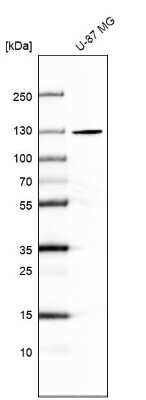 Western Blot: SEC24A Antibody [NBP2-58626]