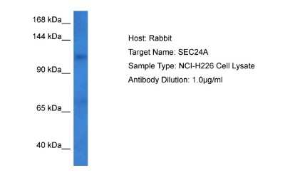 Western Blot: SEC24A Antibody [NBP2-88230]
