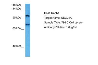 Western Blot: SEC24A Antibody [NBP2-88231]