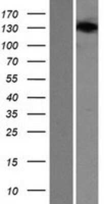 Western Blot: SEC24B Overexpression Lysate [NBP2-08350]
