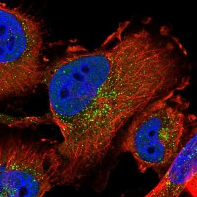 Immunocytochemistry/ Immunofluorescence: SEC24C Antibody [NBP1-81550]