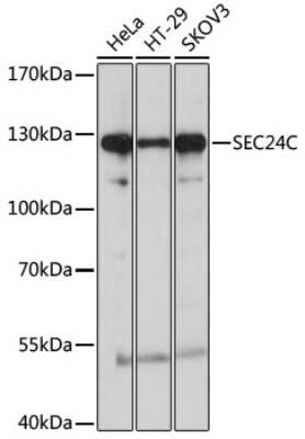Western Blot: SEC24C AntibodyAzide and BSA Free [NBP2-94294]