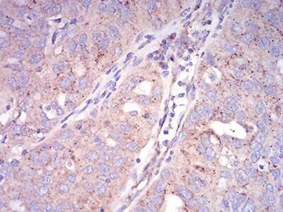 Immunohistochemistry: SEC31A Antibody (5D12C6) - BSA Free [NBP2-61870]