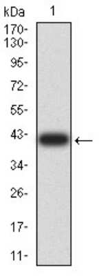 Western Blot: SEC31A Antibody (5D12C6)BSA Free [NBP2-61870]