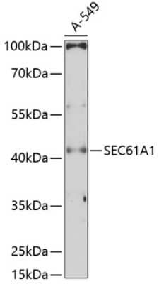 Western Blot: SEC61A AntibodyAzide and BSA Free [NBP2-94505]