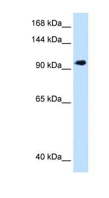 Western Blot: SEC63 Antibody [NBP1-59694]