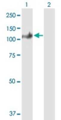 Western Blot: SECISBP2 Antibody [H00079048-B01P]