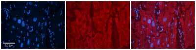 Immunohistochemistry: SELENBP1 Antibody [NBP1-54805]