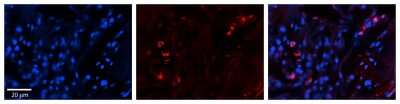 Immunohistochemistry: SELENBP1 Antibody [NBP1-55263]