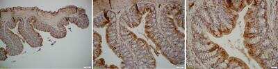 Immunohistochemistry-Paraffin: SELENBP1 Antibody [NBP1-54805]