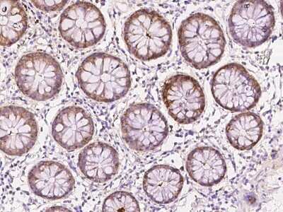 Immunohistochemistry-Paraffin: SELENBP1 Antibody [NBP2-97662]
