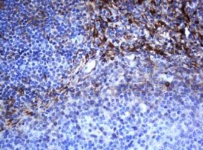 Immunohistochemistry: SELENBP1 Antibody (OTI3H1) - Azide and BSA Free [NBP2-74053]