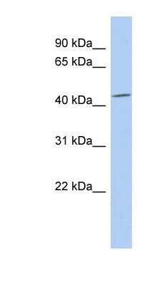 Western Blot: SELENBP1 Antibody [NBP1-54805]