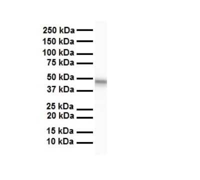 Western Blot: SELENBP1 Antibody [NBP1-54805]