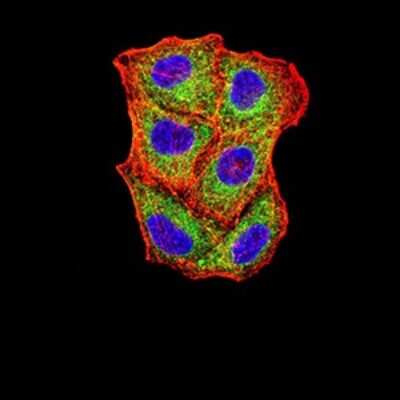 Immunocytochemistry/ Immunofluorescence: SELS Antibody (5G4A10) - BSA Free [NBP2-61877]