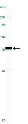 Simple Western: SENP1 Antibody [NB100-56405]