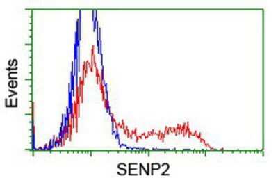 Flow Cytometry: SENP2 Antibody (OTI3D3) [NBP2-03852]