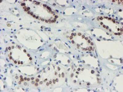 Immunohistochemistry-Paraffin: SENP2 Antibody (OTI3D3) [NBP2-03852]