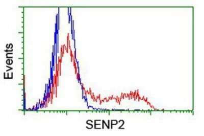 Flow Cytometry: SENP2 Antibody (OTI3D3) - Azide and BSA Free [NBP2-74062]