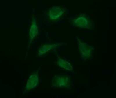 Immunofluorescence: SENP2 Antibody (OTI4B3) [NBP2-45759]