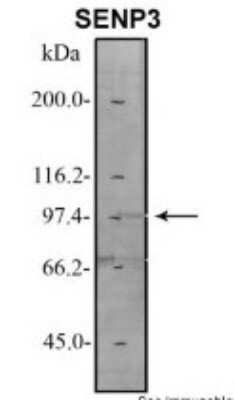 Western Blot: SENP3 Antibody [NBP1-56590]