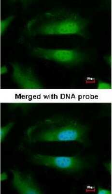 Immunocytochemistry/ Immunofluorescence: SEPHS1 Antibody [NBP1-32312]