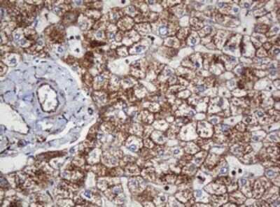 Immunohistochemistry: SERBP1 Antibody (OTI5G2) [NBP2-45763]