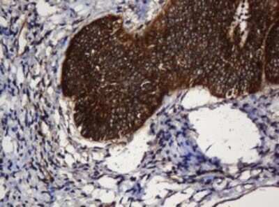 Immunohistochemistry: SERBP1 Antibody (OTI5G2) - Azide and BSA Free [NBP2-74073]