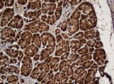 Immunohistochemistry: SERBP1 Antibody (OTI5G2) - Azide and BSA Free [NBP2-74073]