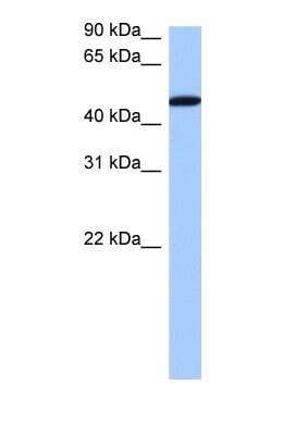 Western Blot: SERBP1 Antibody [NBP1-57210]