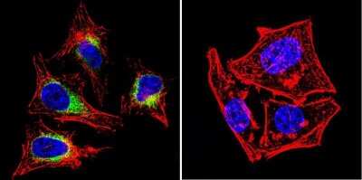 Immunocytochemistry/ Immunofluorescence: SERCA2 ATPase Antibody (2A7-A1) [NB300-581]