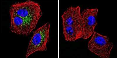 Immunocytochemistry/ Immunofluorescence: SERCA2 ATPase Antibody (2A7-A1) [NB300-581]