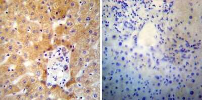 Immunohistochemistry-Paraffin: SERCA2 ATPase Antibody (2A7-A1) [NB300-581]