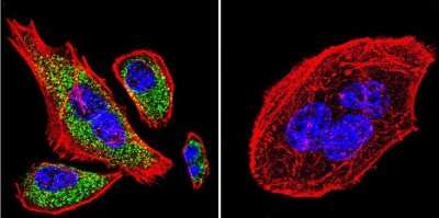 Immunocytochemistry/ Immunofluorescence: SERCA2 ATPase Antibody (IID8) - BSA Free [NB300-529]