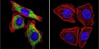 Immunocytochemistry/ Immunofluorescence: SERCA2 ATPase Antibody (IID8) - BSA Free [NB300-529]