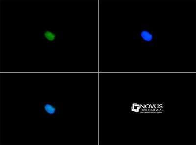 Immunocytochemistry/ Immunofluorescence: SERF1A Antibody - BSA Free [NBP1-78392]