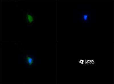 Immunocytochemistry/ Immunofluorescence: SERF2 Antibody - BSA Free [NBP1-78375]